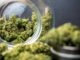 Über die Gefahren von Cannabis lässt sich streiten