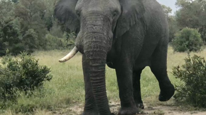 Elefant mit fehlendem Elfenbein - Bild: astoffel10 via Twenty20