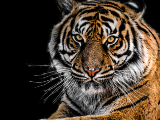 Indien zählte dieses Jahr 126 tote Tiger