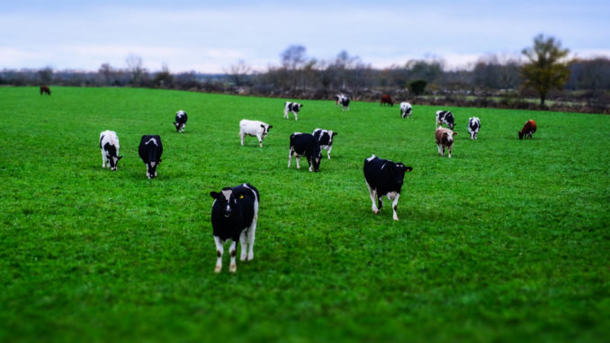 Milchkühe - Bild: Dr. Matthias Ripp/CC BY 2.0