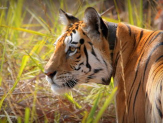 Tierfreunde in Indien nehmen Abschied von berühmter Tigerin Collarwali