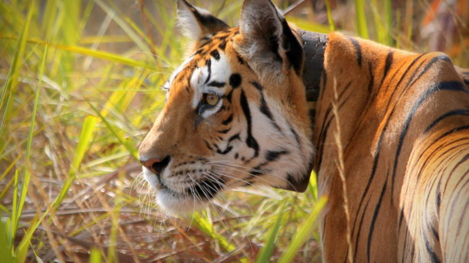 Bobthewild1996, CC BY-SA 4.0, via Wikimedia Commons