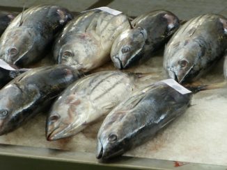129.000 Euro für einen Thunfisch 129.000 Euro für einen Thunfisch