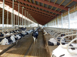 Nordrhein-Westfalen will mit Initiative im Bundesrat für mehr Tierwohl sorgen