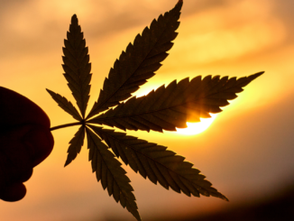 Drogenbeauftragter Blienert dämpft Erwartungen an schnelle Cannabis-Legalisierung