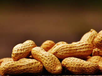 US-Studie: Erdnüsse im Speiseplan von Kleinkindern können Allergien lindern