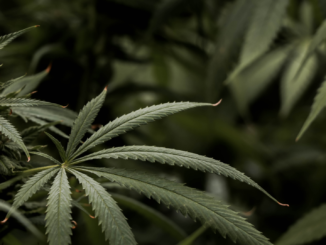 Spanien neuer „Hauptlieferant“ für Cannabis in Deutschland Spanien neuer „Hauptlieferant“ für Cannabis in Deutschland