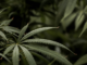 Zoll hebt in Nordrhein-Westfalen Cannabis-Indoorplantage aus