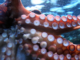 Tierschutzbund kritisiert Pläne für Tintenfische aus Aquakulturen in Spanien