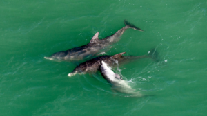 Studie von Tierärzten belegt Gefahr von Unterwassersprengungen für Schweinswale