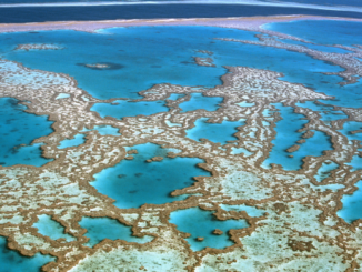 Australien will hunderte Millionen Euro für Schutz des Great Barrier Reef ausgeben