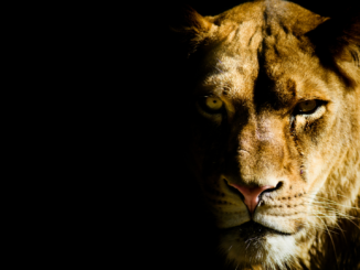 Zoowärter im Iran von Löwin getötet