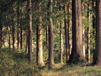 Schweriner Umweltminister Backhaus und junge Klimaschützer streiten über geschenkten Wald