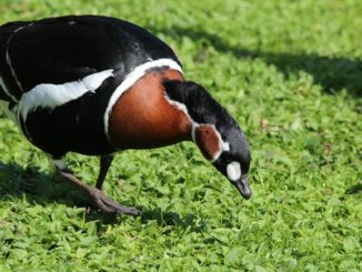 Heidelberger Zoo muss wegen Vogelgrippe vorübergehend schließen