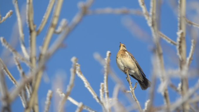 Symbolbild: Wintervogel