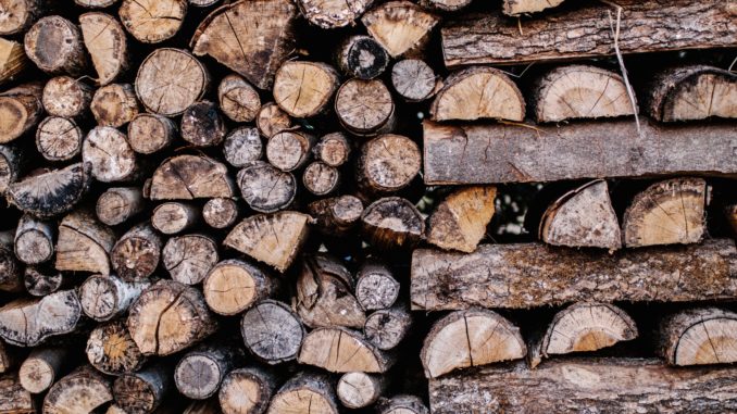 Wald - Bild: Chawki via Twenty20