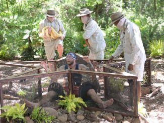 Dschungelcamp 2022: Alle Sterne bei der Vorspeisen-Dschungelprüfung „Athos“: Filip angeschnallt zwischen zehntausenden von Tieren!