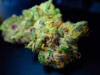 Ampel-Fraktionen wollen Cannabis-Gesetzentwurf stark überarbeiten