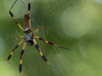 Supermarktmitarbeiter in Rees findet exotische Spinne in Bananenkarton