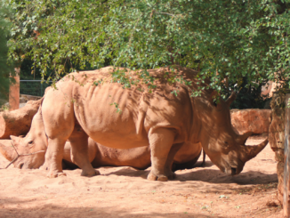 Zweites Nashorn innerhalb weniger Tage im Erfurter Zoo gestorben