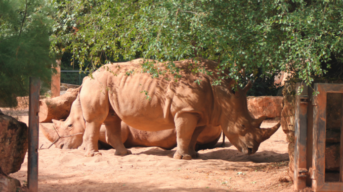 Südliches Breitmaulnashorn - Bild: Zoopark Erfurt
