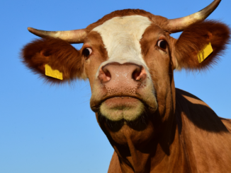 China setzt litauische Rindfleischimporte im Streit um Taiwan aus