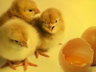 Geflügelhalter klagen über Probleme wegen Verbots von Tötung männlicher Küken