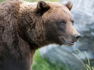 Jagd auf einen Bären in den USA endet mit dem Tod zweier Brüder