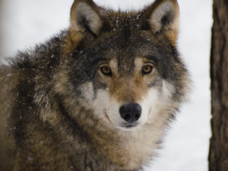Schutzstatus für Wölfe in den USA wieder hergestellt