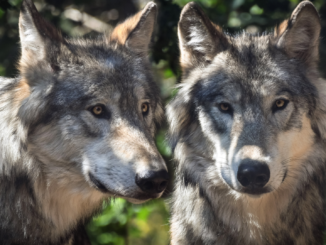 Bauernpräsident fordert Höchstgrenze für Wölfe in Deutschland
