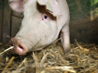 Bauernpräsident für verpflichtende Haltungs- und Herkunftskennzeichnung