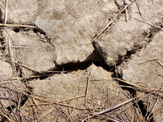 Weltklima: Dürre schon im Winter