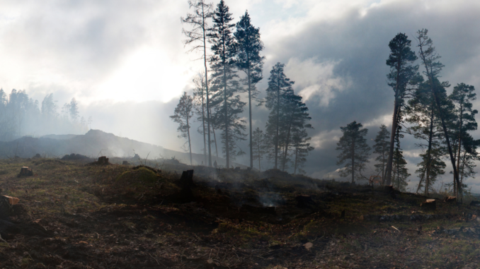 Waldzerstörung