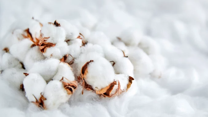 Baumwolle