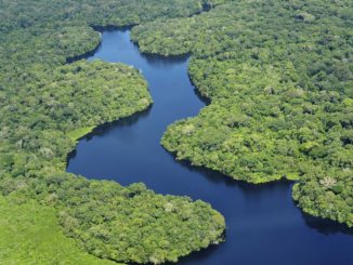 Abholzung im Amazonas auf höchstem Februar-Wert seit Beginn der Aufzeichnungen