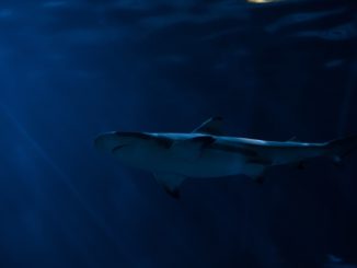 Italiener stirbt nach Haiattacke in der Karibik