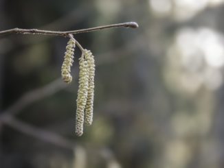 Allergiker aufgepasst: Nach Hasel und Erle fliegen bald die ersten Birkenpollen Allergiker aufgepasst: Nach Hasel und Erle fliegen bald die ersten Birkenpollen