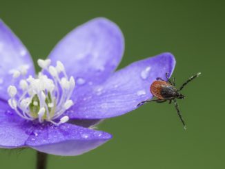 Neben dem Holzbock verbreiten sich auch andere Zeckenarten in Deutschland