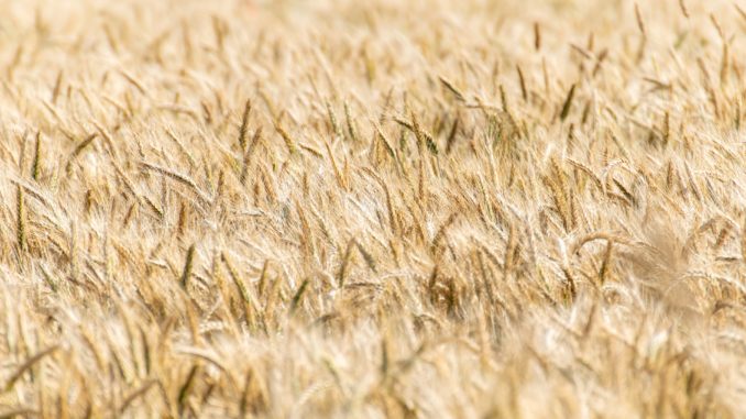 cereals-6508088_1920 Getreide