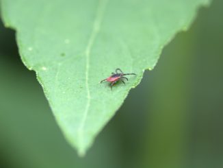 Vorsicht! Zecken werden wieder mobil