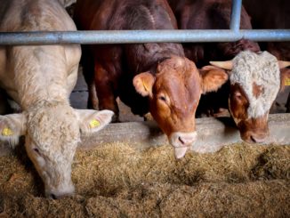 Bauernverband: Geld im Bundeshaushalt für Umbau der Tierhaltung reicht nicht