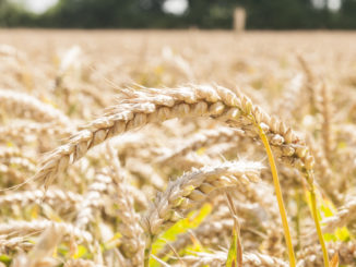 FDP-Bundestagsfraktion fordert Fokus der EU-Agrarpolitik auf Ernährungssicherheit
