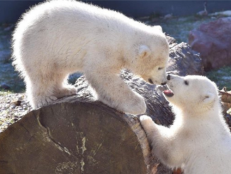 Namen für Eisbärennachwuchs im Zoo Rostock stehen fest