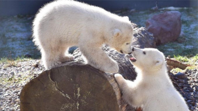 Eisbärennachweis im Zoo Rostock - Bild: Zoo Rostock