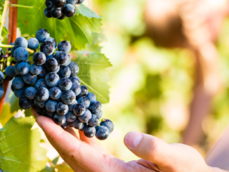 Winzer erzeugten 2021 knapp 8,45 Millionen Hektoliter Wein und Most