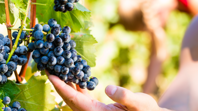 Weintrauben