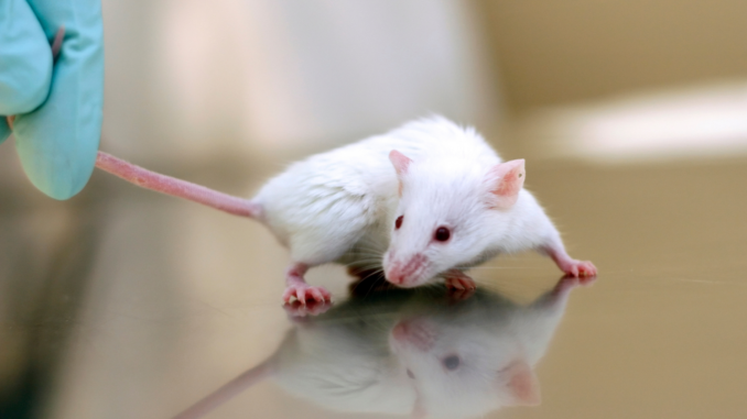Forschungsmaus