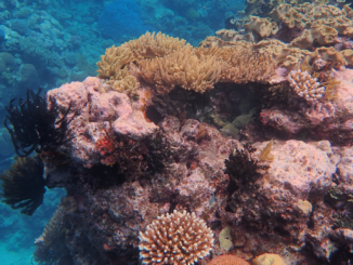 Bericht australischer Behörde bestätigt neue Korallenbleiche am Great Barrier Reef