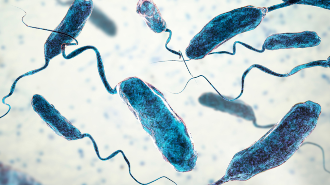 Cholera bacteria