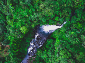 Bundesregierung will für den Klimaschutz natürliche Ökosysteme stärken